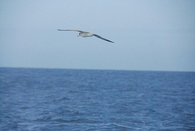 Sea bird en route to Lagos © Edward Cohen